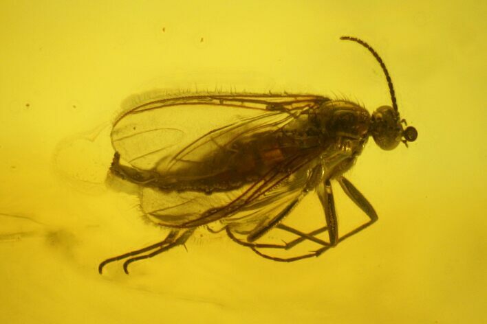 Fossil Fly (Diptera) In Baltic Amber #145497